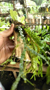 Kumpai Huperzia: Tanaman Hias Kumpai Huperzia Asli & Media Papan & Kawat Siap Cantolin