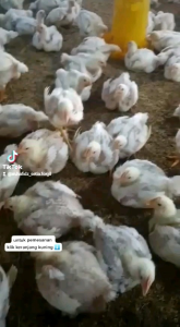 Vitamin - Obat ayam - Forgen - Penggemuk Unggas