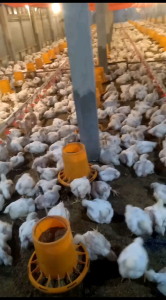 Vitamin Ayam - Suplemen Ayam - FORGIL SUMO FORGEN