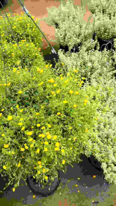 ดอก แมคคาโดเนีย ไม้ดอกทานได้ นิยมปลูกเป็นไม้คลุมดิน  หรือเลี้ยงในกระถาง มีดอกสีเหลืองขนาดเล็ก ดอกดก ออกดอกตลอดปี