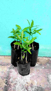 ต้นผักหวานป่า ยอดสีทอง 1 ถุง มีต้นผักหวาน 1-2 ต้น ชุด 3 ถุง