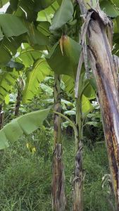 กล้วยน้ำไทย (หน่อ) กล้วยโบราณ ความยาว 40 เซนติเมตรขึ้นไป