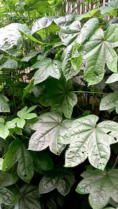 bibit singkong papua/telo papua per 1 batang stek SUPER