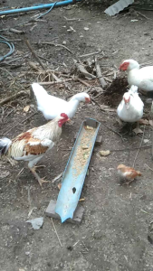 ไข่เชื้อูกผสม 1 ฟอง - ไก่เชื้อ, ไก่ชน, ไก่ไข่ ราคาถูกต้อง การสั่งอินบ๊อกสอบถามก่อน ครับ