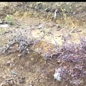 100g 红田乌新鮮的。/Daun  keremak merah segar (天然&有机/organic