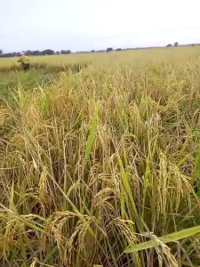 Benih Padi Inpari 42 Agritan 5kg Unggulan Petani Karawang