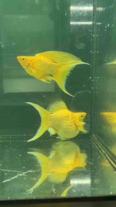 🔥BEST SELLER🔥 🇻🇳🇻🇳 Super-Gold Balloon Lyre/Moon Tail Molly Fish Pair (Top Premium Grade) (New Strain) (Super Rare)