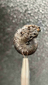 🌊 แอมโมไนต์ ฮีมาไทต์ ( Hematite Ammonite ) เป็นฟอสซิลลวดลายสวยเหมือนใบเฟริน์ เป็นแร่ฮีมาไทต์ หรือเเร่เหล็กเข้าเนื้อ ขนาดเล็กๆ 🔸️ แหล่ง โมร๊อคโค