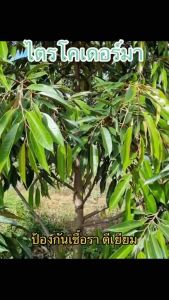 ไตรโครเดอร์มา(ผสมสารจับใบแล้ว) 1 แถม 1