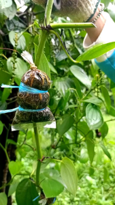 ต้นพริกไทยกิ่งตอนพริกไทยซีลอนกิ่งพันธุ์พริกไทยต้นพริกไทยซีลอนพริกไทย