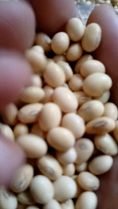 Benih Bibit Kacang Kedelai