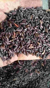 beras ketan hitam pilihan kemasan 1 kg