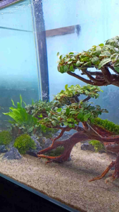 bonsai aquascape size 49*20*25cm