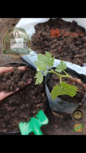 🌱 ORGANIC Loam Soil 7 in 1 Premium Mix Promo Buy 1 Take 1