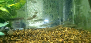 CHANNA STEWARTI  3/4" 🔥🔥🔥