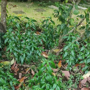 2 seedlings Serpentina Live Plant Rooted w/o Pot