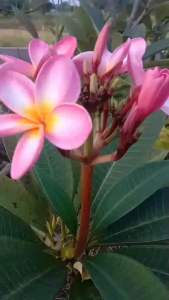 กิ่งลีลาวดีดอกชมพู 6 กิ่ง 50฿ ตัดขนาดลำต้น 30-40 ซม.