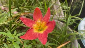 013.หัวดอกบัวดิน Red Darmark หัวละ 15 บาท