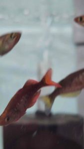 Red Rainbow Fish Freshwater Fish Inc. DOA