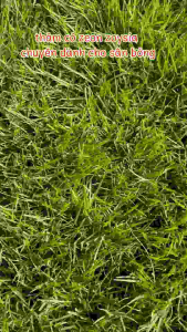 thảm cỏ thật zeon zoysia 0.5 mét vuông đạt chuẩn cỏ châu âu