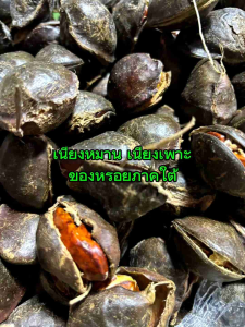 ลูกเนียงเพาะลูกเนียงหมาน ครึ่ง กิโ กรอบ หวาน มัน อร่อย