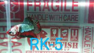 Betta fish Male _RK-5