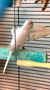 TULANG SOTONG SATUAN 10 CM UP - UNTUK BURUNG/HAMSTER/KURA KURA