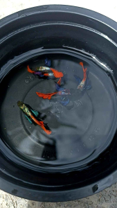 อาหารปลา หูช้างเรดเทล ปลาหางนกยูงหูชางเรดเทล