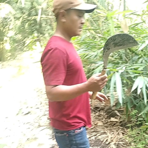 Arit rumput baja asli gagang jepit Gagang Jepit Untuk Pemangkasan Garansi Layanan Pusat Lokal Pisau Pemangkas Berkualitas Pengembalian Uang 100% Jika Tidak Sesuai - Lazada