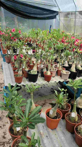 Adenium Kemboja Bonsai ID:XUAN LUO/富贵花