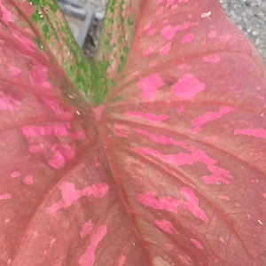 บอนสีลูกไม้เมล็ดราคา฿139