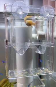 Aquarium Isolation Box