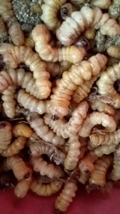 uter ulat kayu umpan pancing gacor 50biji hidup