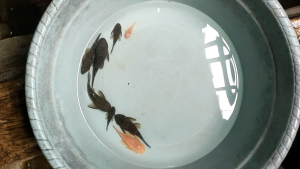 Pleco L144 - brushmouth - ikan sapu sapu hias - pembersih kaca aquarium Aquascape - hiasan Aquarium Aquascape