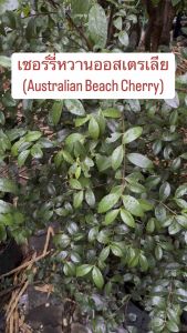 เครื่องมือการทำให้ผลสุกสีแดงกินได้รสชาติหวานสนิทอร่อย ให้ต้นเชอร์รี่หวานออสเตรเลียมากขึ้น ต้นเป็นพูดพริกมัน ผลดกออกตลอดปีปลูกง่าย