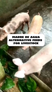 2+1 madre de Agua plant alternative feed for poultry animals