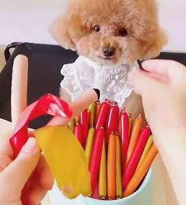 HIGH PROTEIN PET SAUSAGE SOSEJ HAIWAN 宠物香肠 高蛋白宠物零食