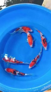 🇯🇵 Japan Sanke 30cm from Sakai Farm - RM980 per koi