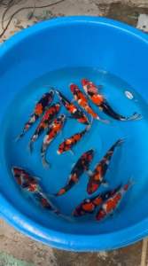 🇯🇵 Japan Isa Showa Jumbo Tosai 30–35cm+ Premium Japanese Koi Fish - RM1500 per koi