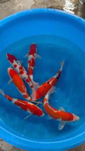🇯🇵 Japan Momotaro Jumbo Tosai Kohaku & Sanke 38–40cm+ Premium Japanese Koi Fish - RM1800 per koi