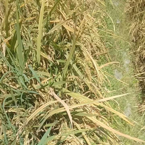 benih padi beras merah unggul 100% asli perbungkus 1 kg