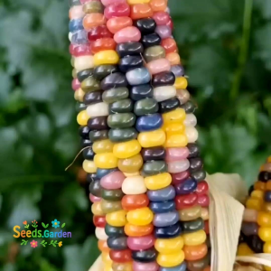 10 BUTIR BIJI/BENIH TANAMAN JAGUNG PELANGI GLASS GEM CORN