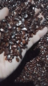 High Quality Ipil Ipil Seeds for Planting (250g / 500g) Fast Growing