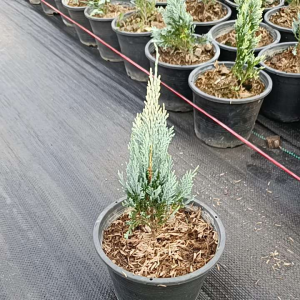 สนบลูใบฟ้า กระถาง5.5นิ้ว