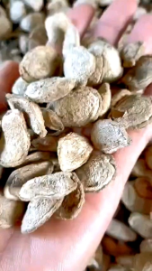 Hạt sang sành chữa đau dạ dày đi ngoài phân lỏng khó tiêu ( mua 5 tặng 1 hạt)