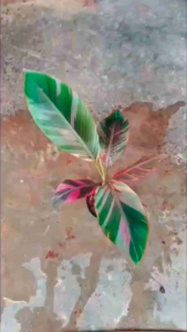 Estetik!!! Bibit Nono Varigata Bibit Pisang Nono Varigata Asli Bibit Pisang Nono Varigata