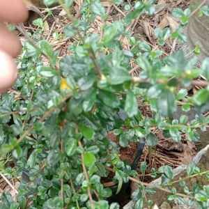 PROMO Produk E-commerce Hokiantea & Bahan Berkualitas Tinggi