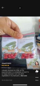 AMPALAYA Seeds Sta. Lucia Vegetable Repacked Seeds Gardening