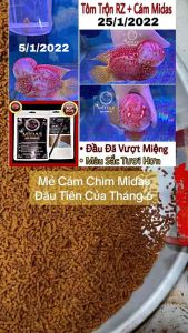 Thức Ăn Cá La Hán Cám Chìm Midas 150gr. Phụ Kiện Hồ Cá Thức Ăn Cho Cá La Hán Cám Chìm Midas
