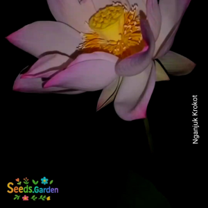 [TERLARIS] BIJI/BENIH BUNGA LOTUS PINK (Belum dilubangi)